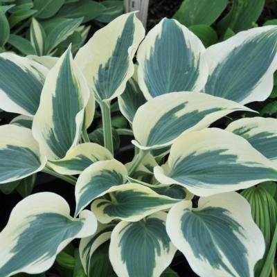 Hosta 'Great Escape'